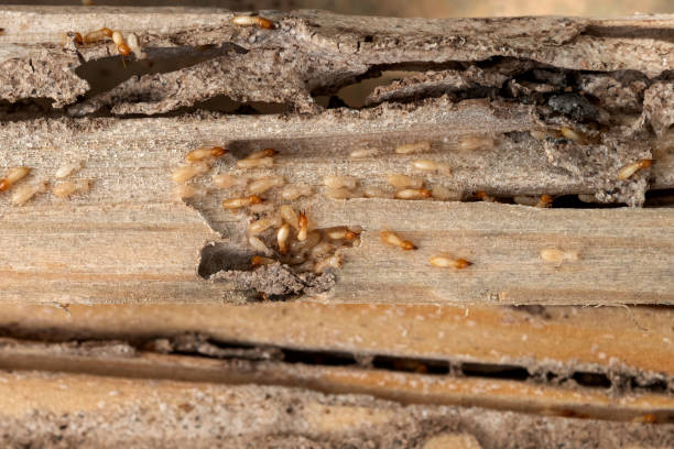 Best Spider Control Near Me  in Wyboo, SC